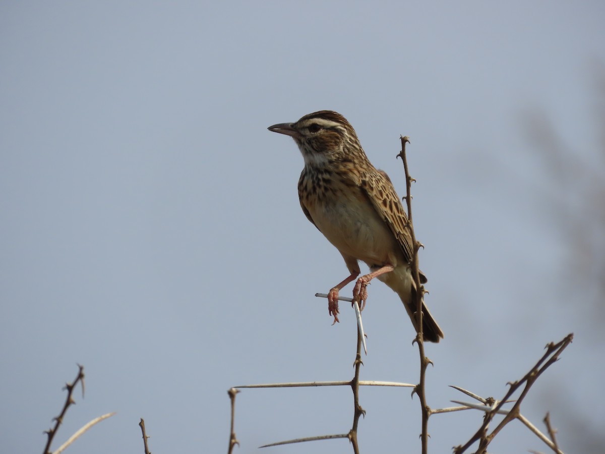 Sabota Lark - ML643529305