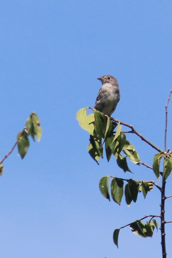 Gray Flycatcher - ML643529367