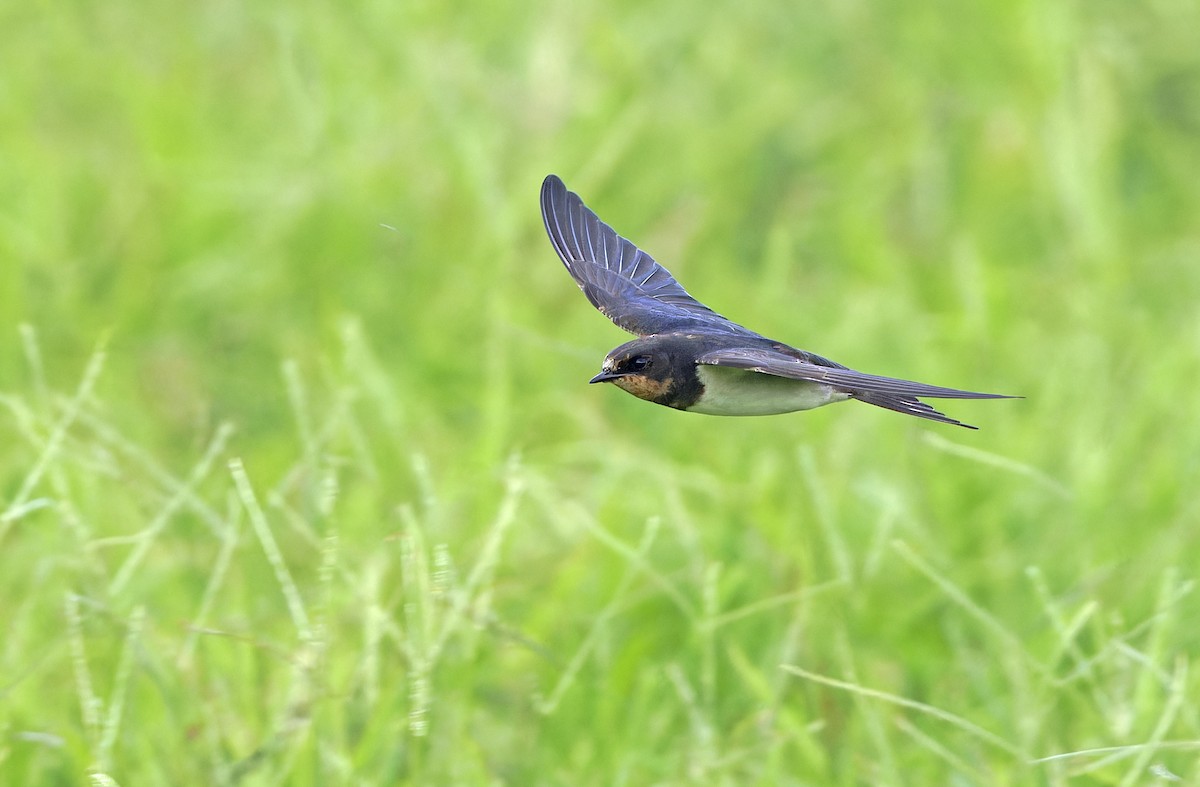 Barn Swallow - ML643529372