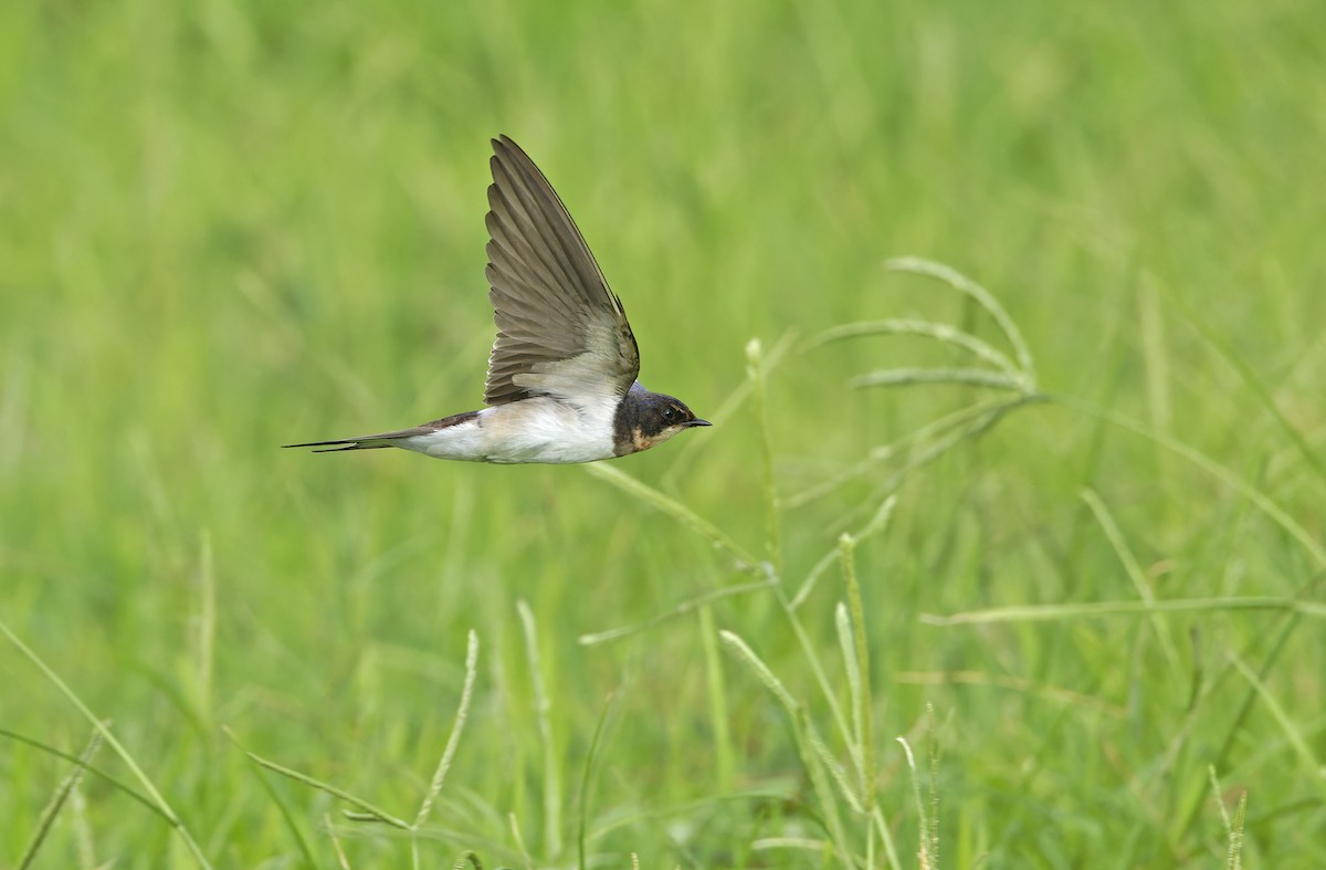 Barn Swallow - ML643529373