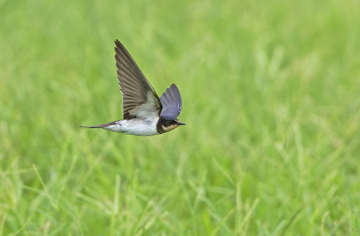 Barn Swallow - ML643529374