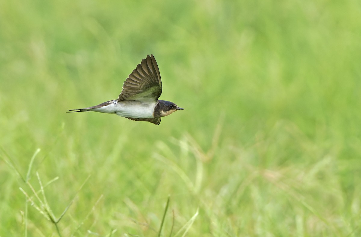 Barn Swallow - ML643529375