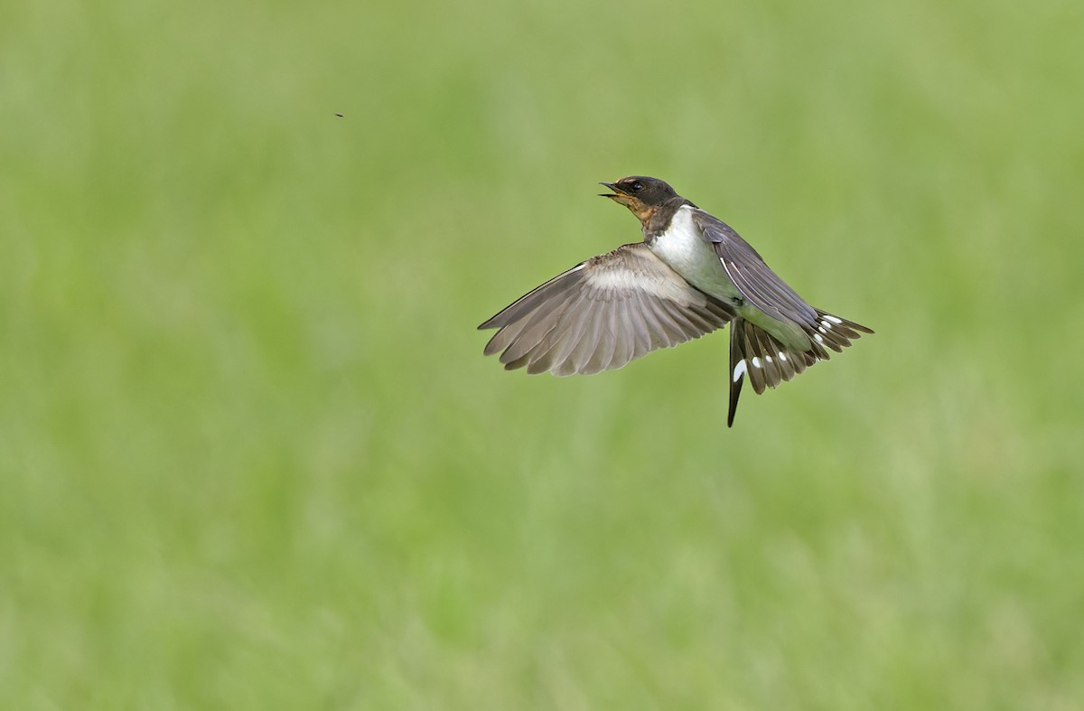 Barn Swallow - ML643529376