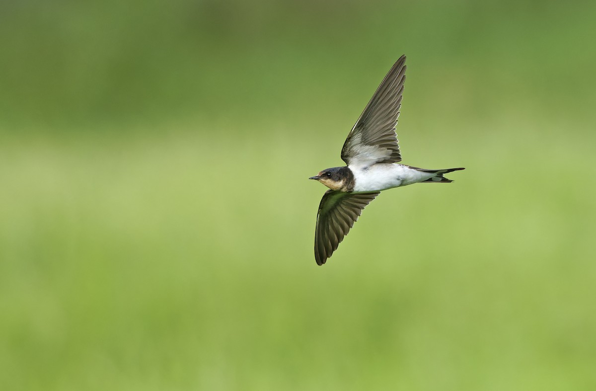 Barn Swallow - ML643529377
