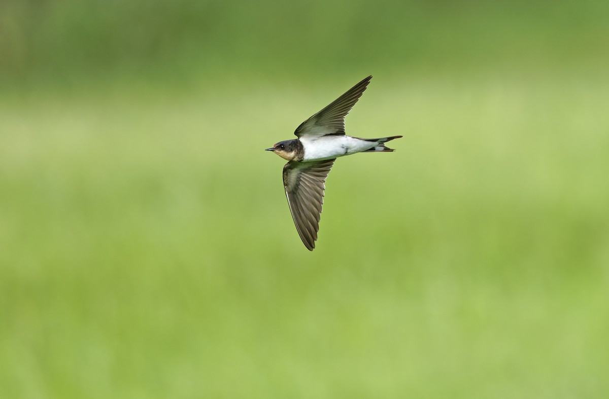 Barn Swallow - ML643529378