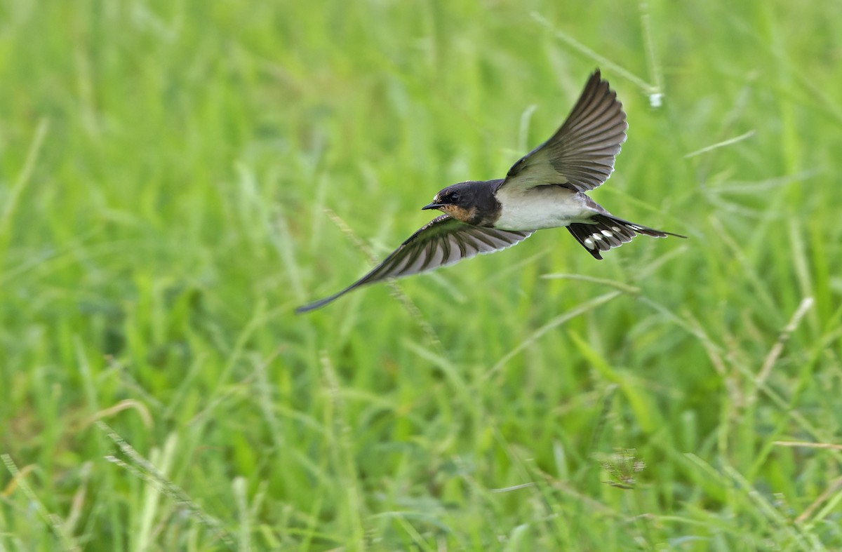 Barn Swallow - ML643529379