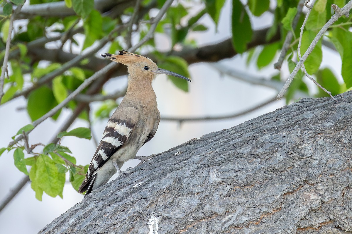 Eurasian Hoopoe - ML643529383