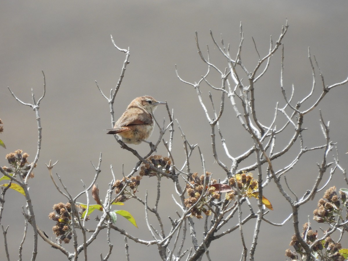 Streak-fronted Thornbird - ML643529384