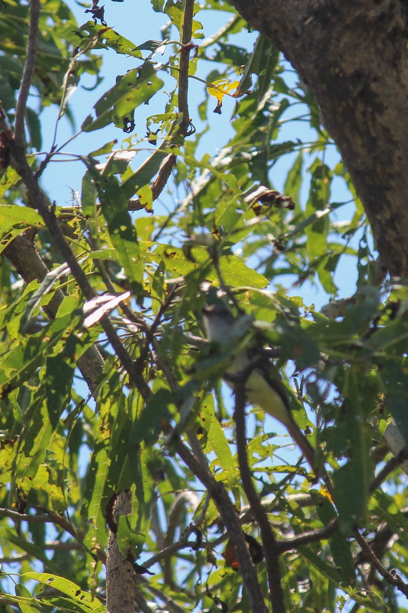 Nutting's Flycatcher - ML643529385
