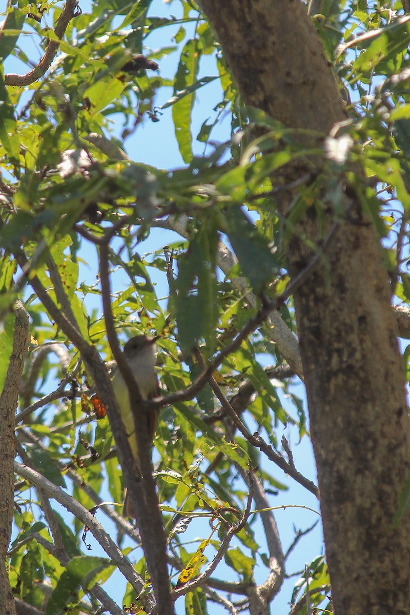 Nutting's Flycatcher - ML643529386