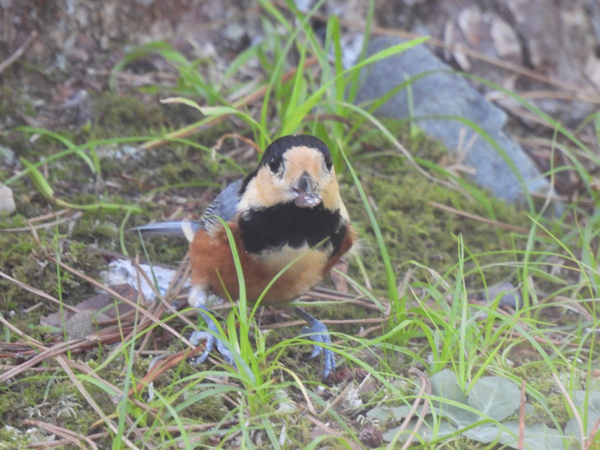 Varied Tit - ML643529389