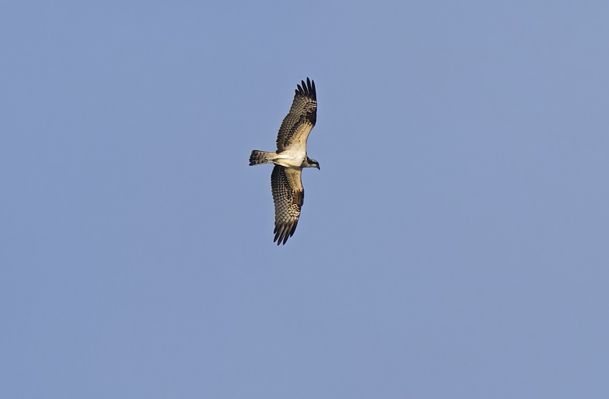 Balbuzard pêcheur - ML643529393