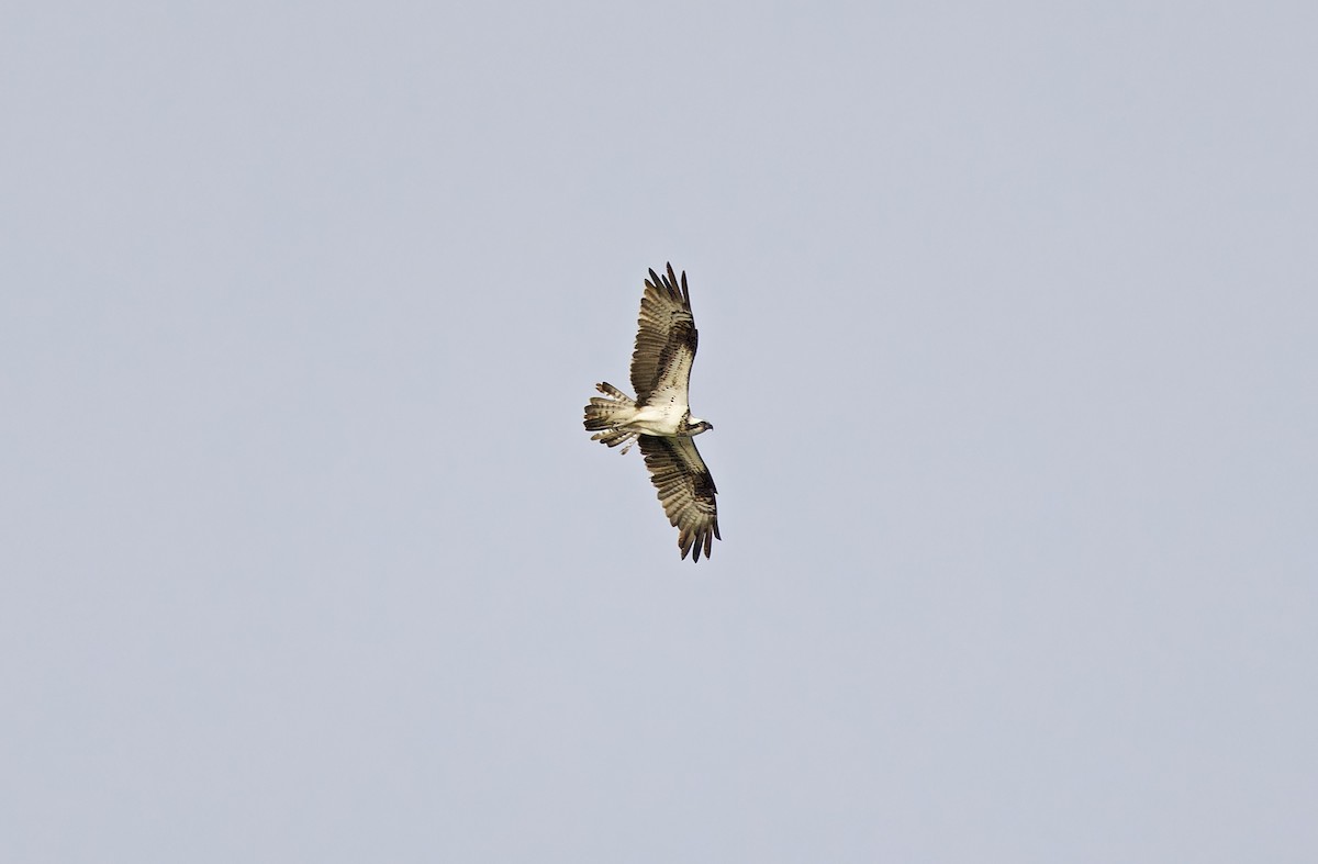 Balbuzard pêcheur - ML643529394