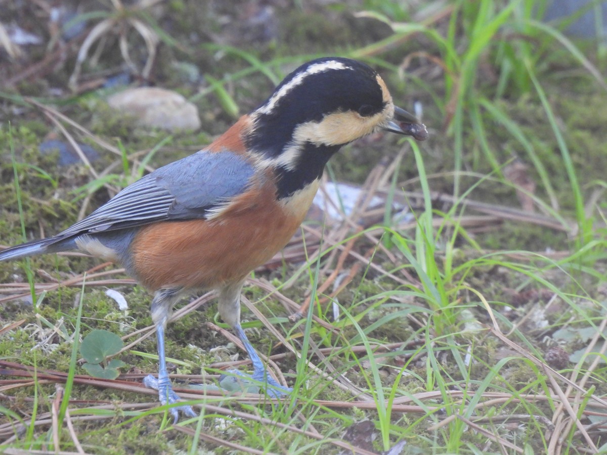 Varied Tit - ML643529396