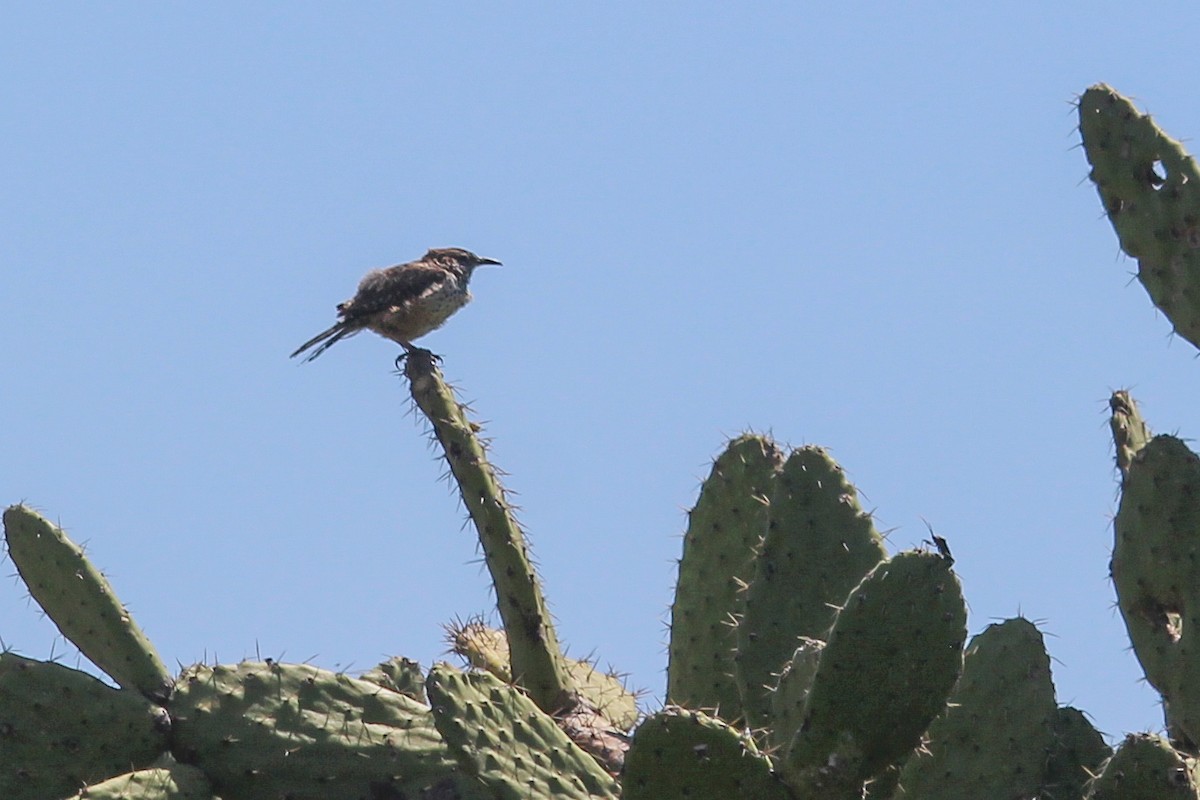 Cactus Wren - ML643529398