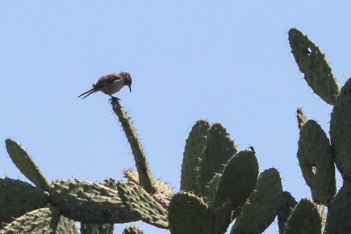 Cactus Wren - ML643529399