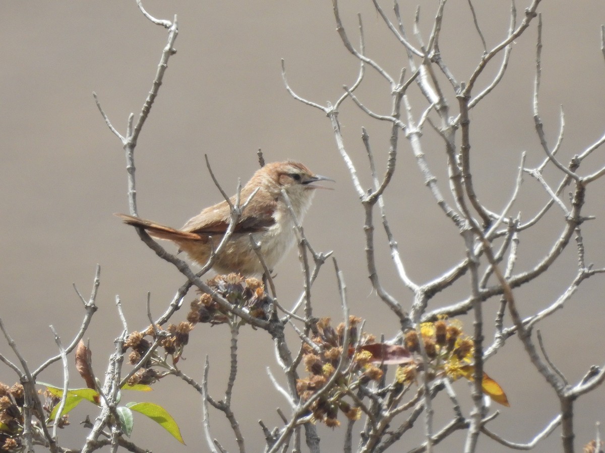 Streak-fronted Thornbird - ML643529416