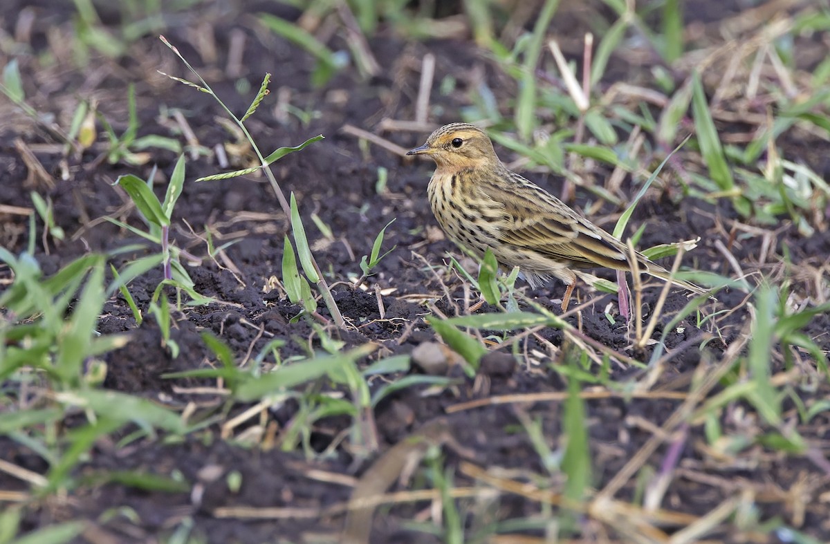 Red-throated Pipit - ML643529440