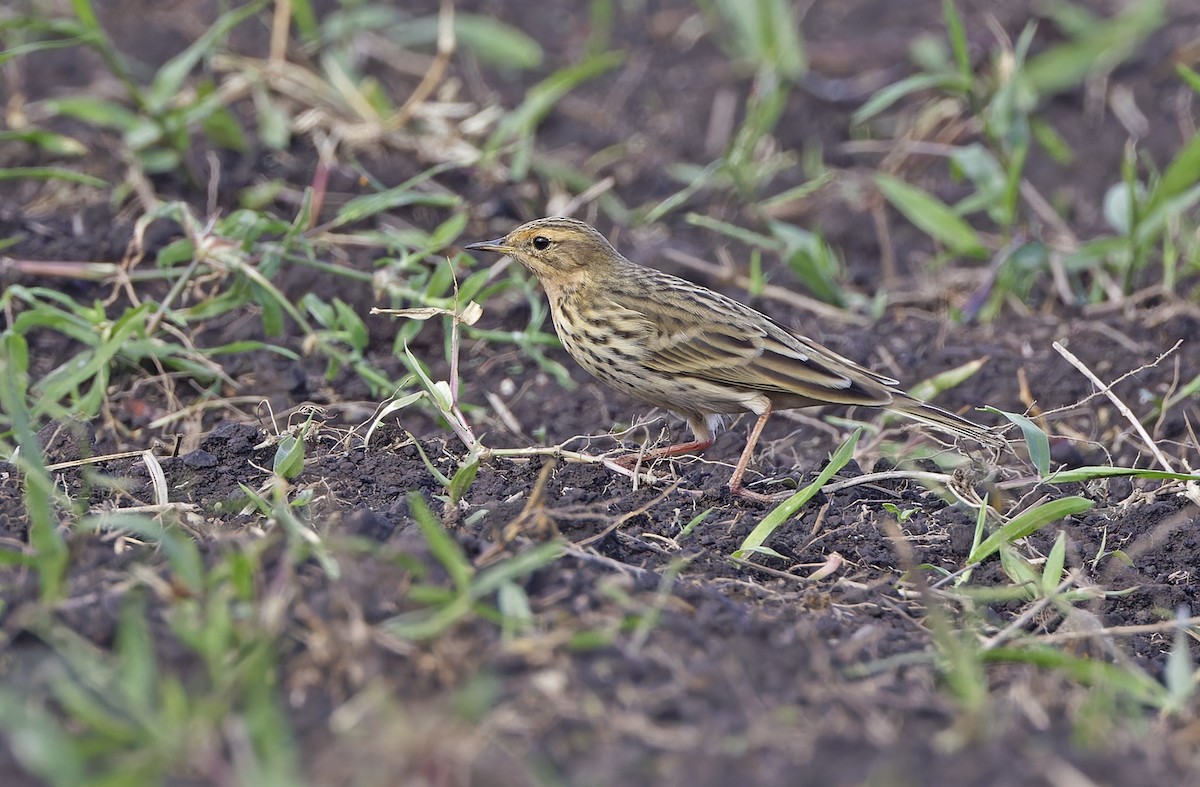 Red-throated Pipit - ML643529442
