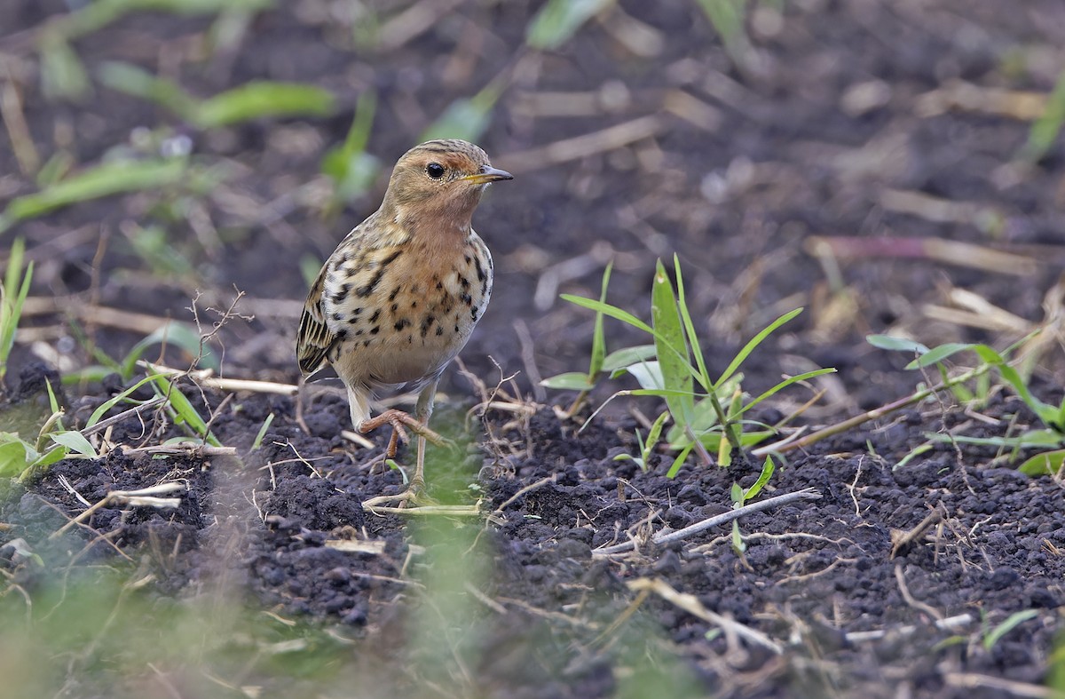 Red-throated Pipit - ML643529445