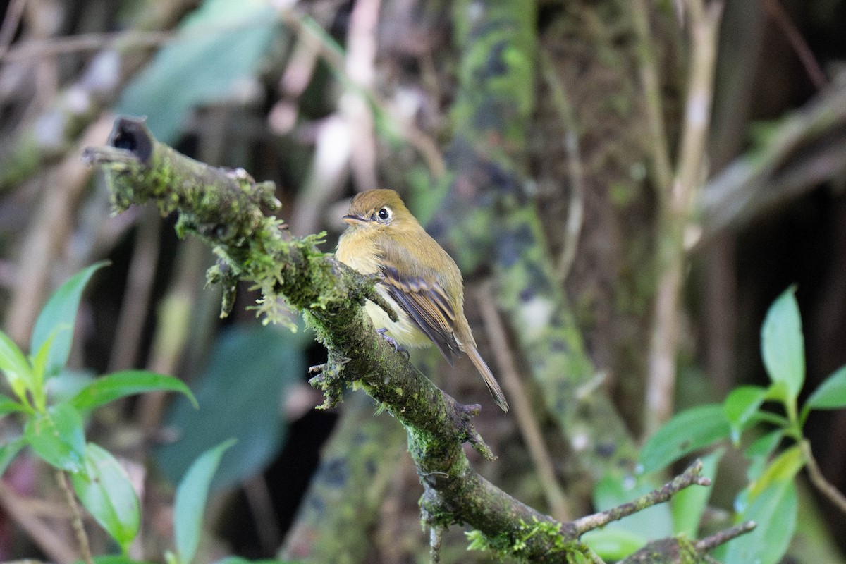 Yellowish Flycatcher - ML643529453