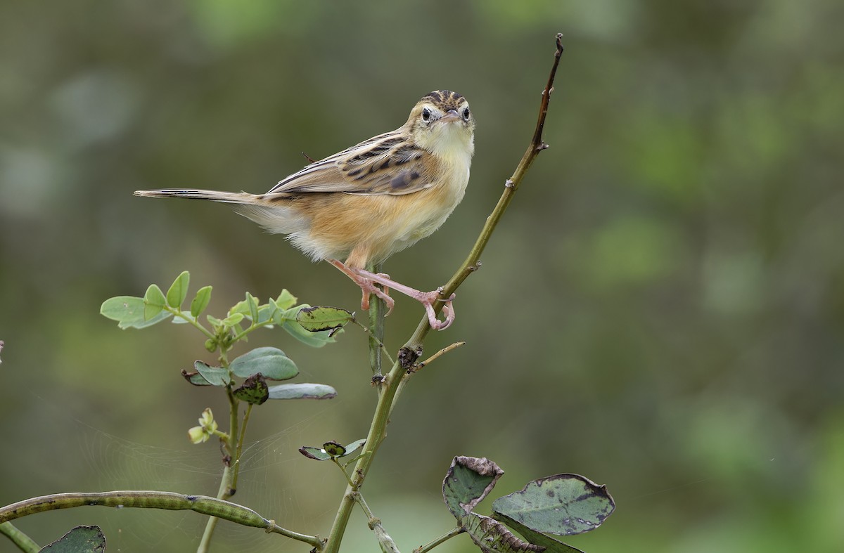 Zitting Cisticola - ML643529456