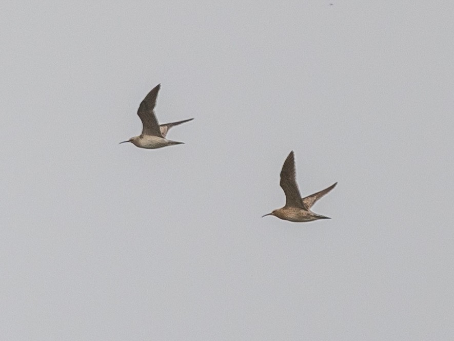 コシャクシギ - ML643529457