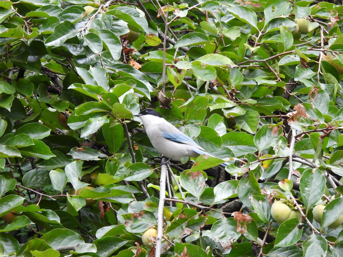Azure-winged Magpie - ML643529458
