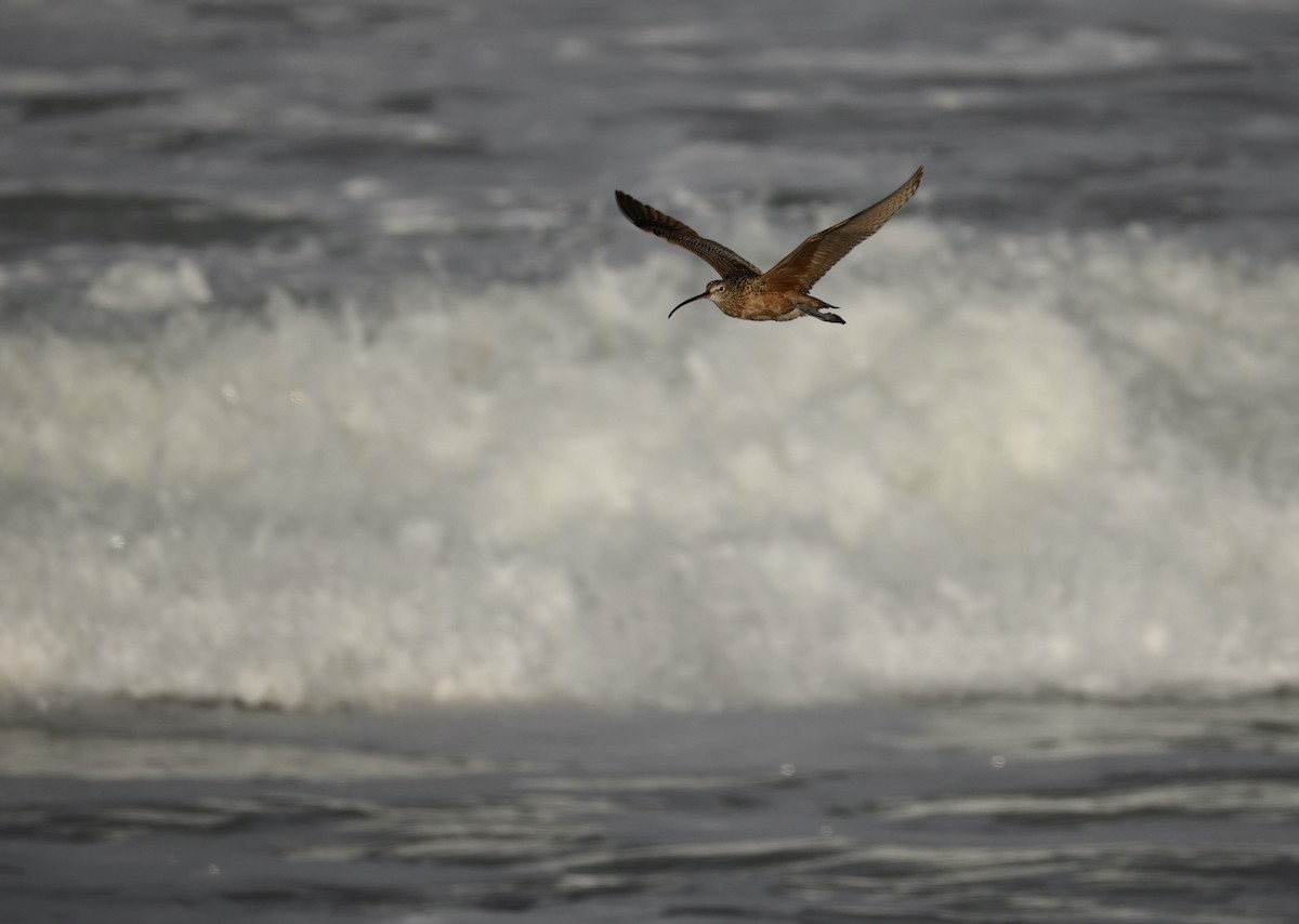 Long-billed Curlew - ML643529460