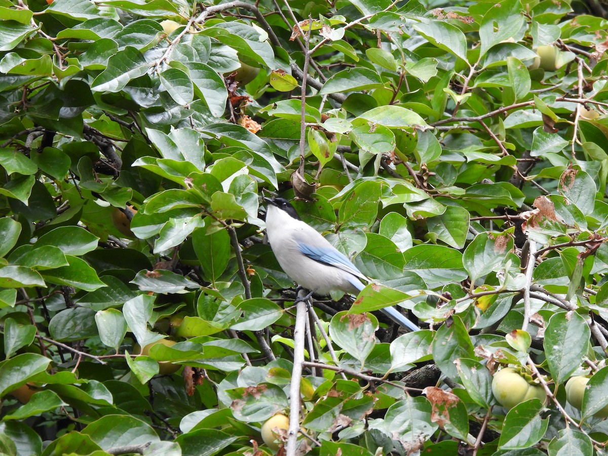 Azure-winged Magpie - ML643529461