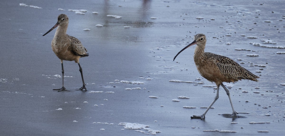 Long-billed Curlew - ML643529462