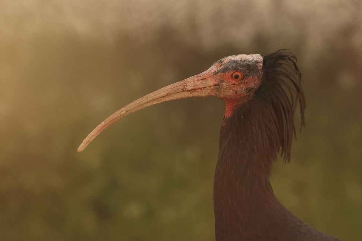 Northern Bald Ibis - ML643529468
