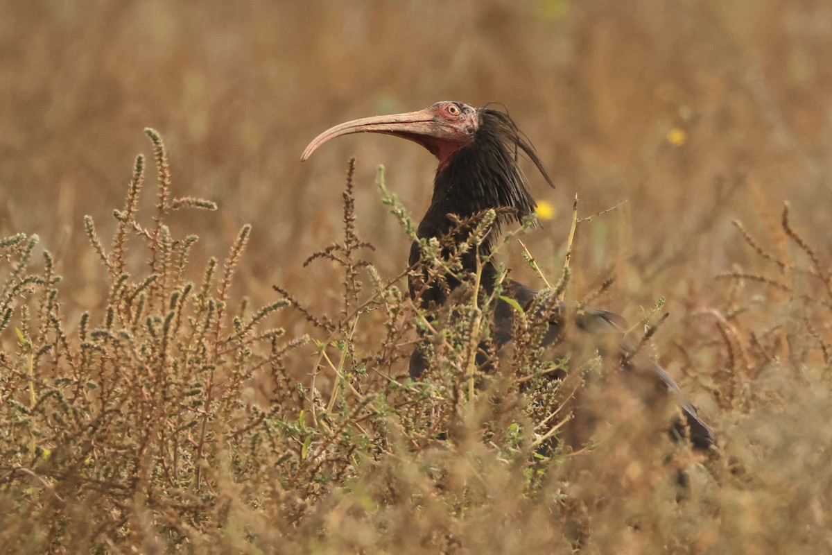 Northern Bald Ibis - ML643529469