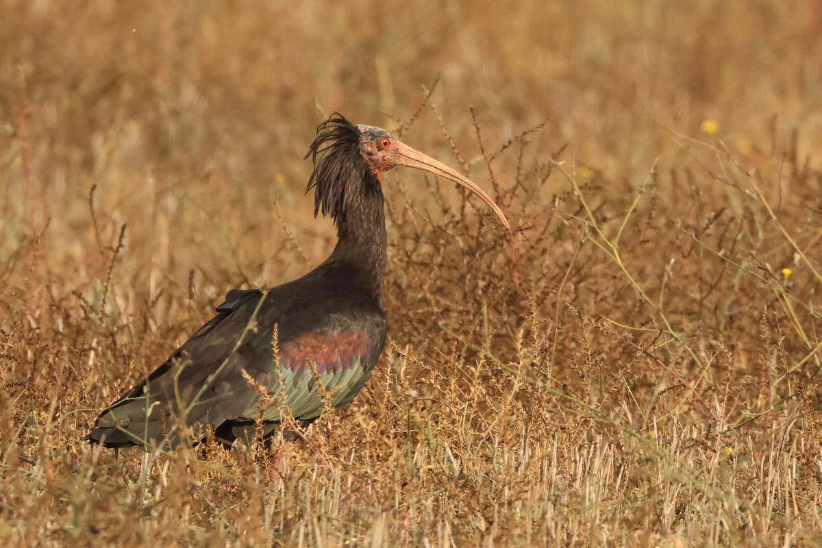 Northern Bald Ibis - ML643529470