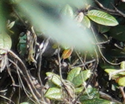 Palani Laughingthrush - ML643529476