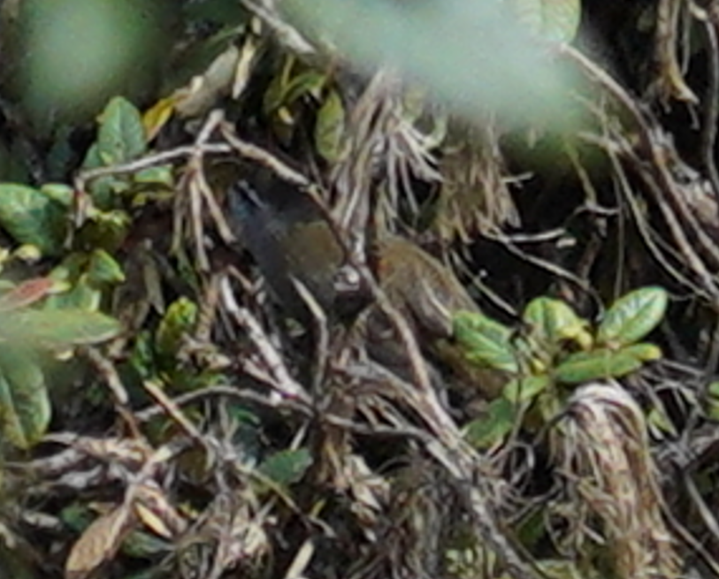 Palani Laughingthrush - ML643529477