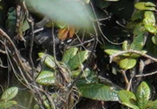 Palani Laughingthrush - ML643529478