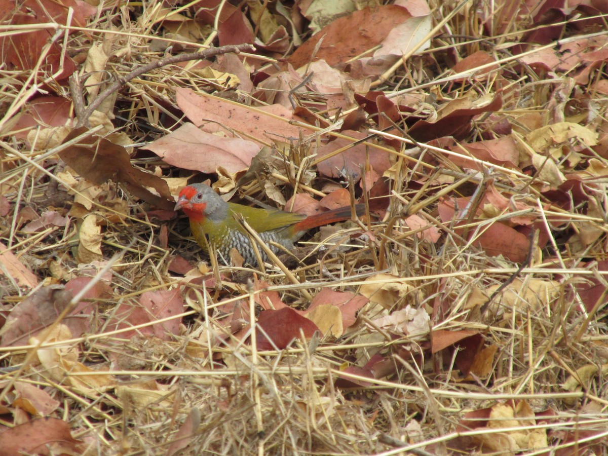 Green-winged Pytilia - ML643529494