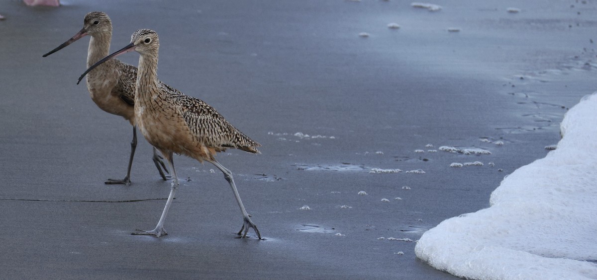 Marbled Godwit - ML643529498
