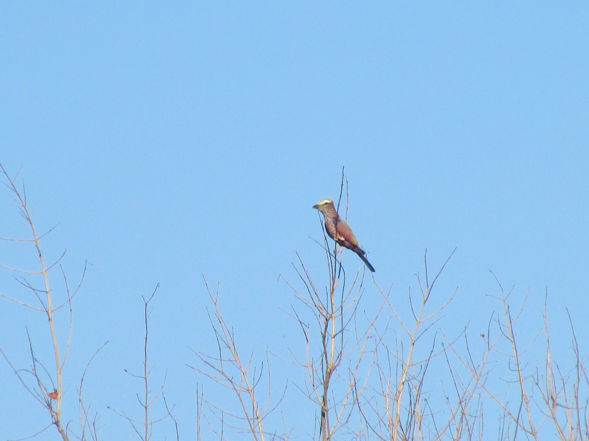 Purple Roller - ML643529502