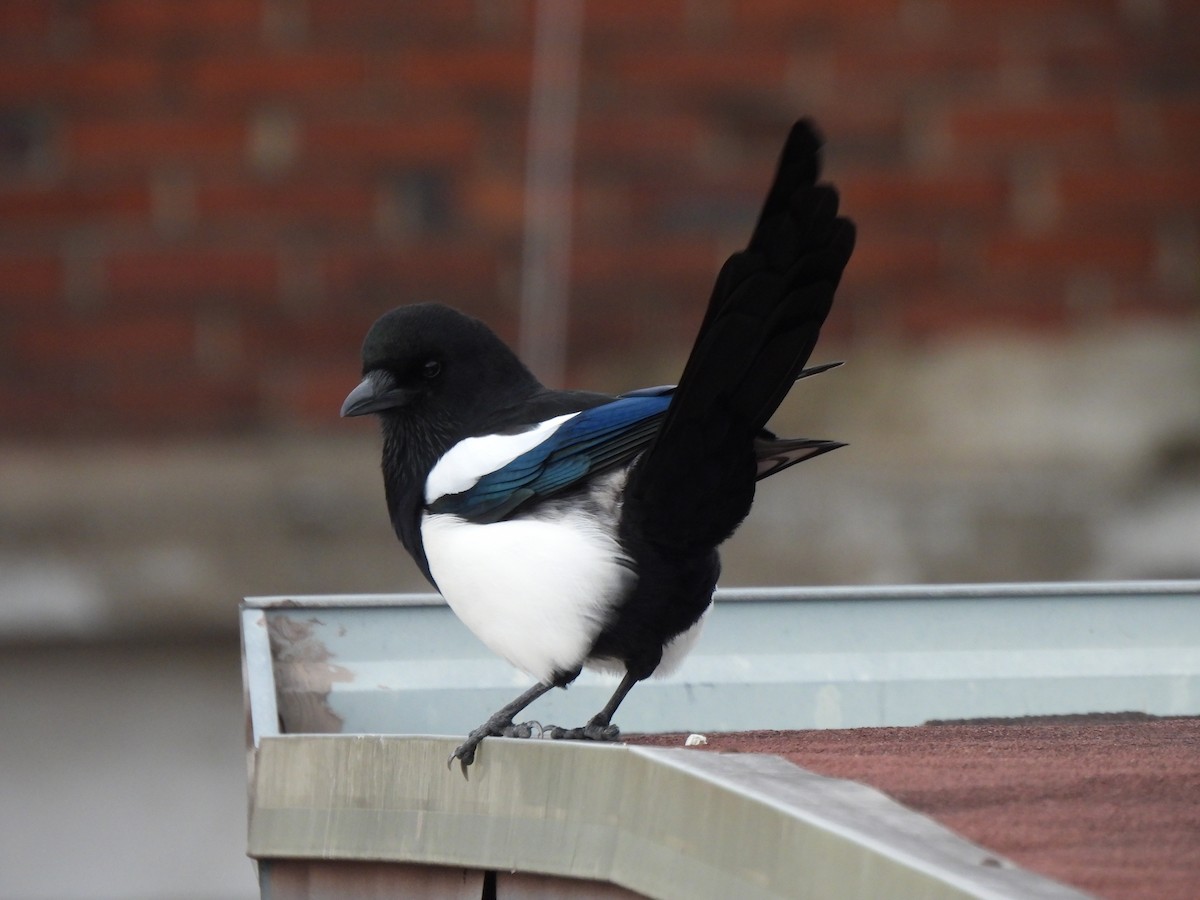 Oriental Magpie - ML643529504