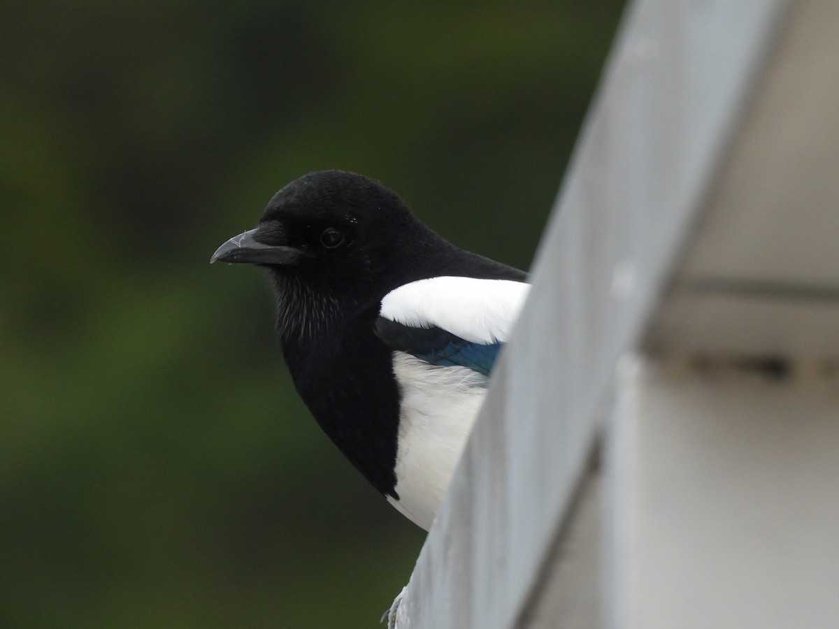 Oriental Magpie - ML643529507