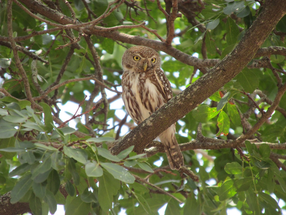 Pearl-spotted Owlet - ML643529508
