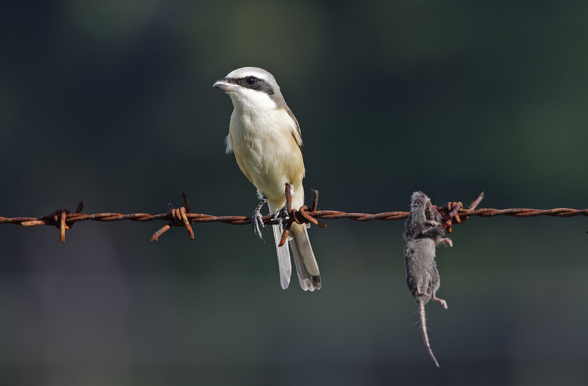 Brown Shrike - ML643529516