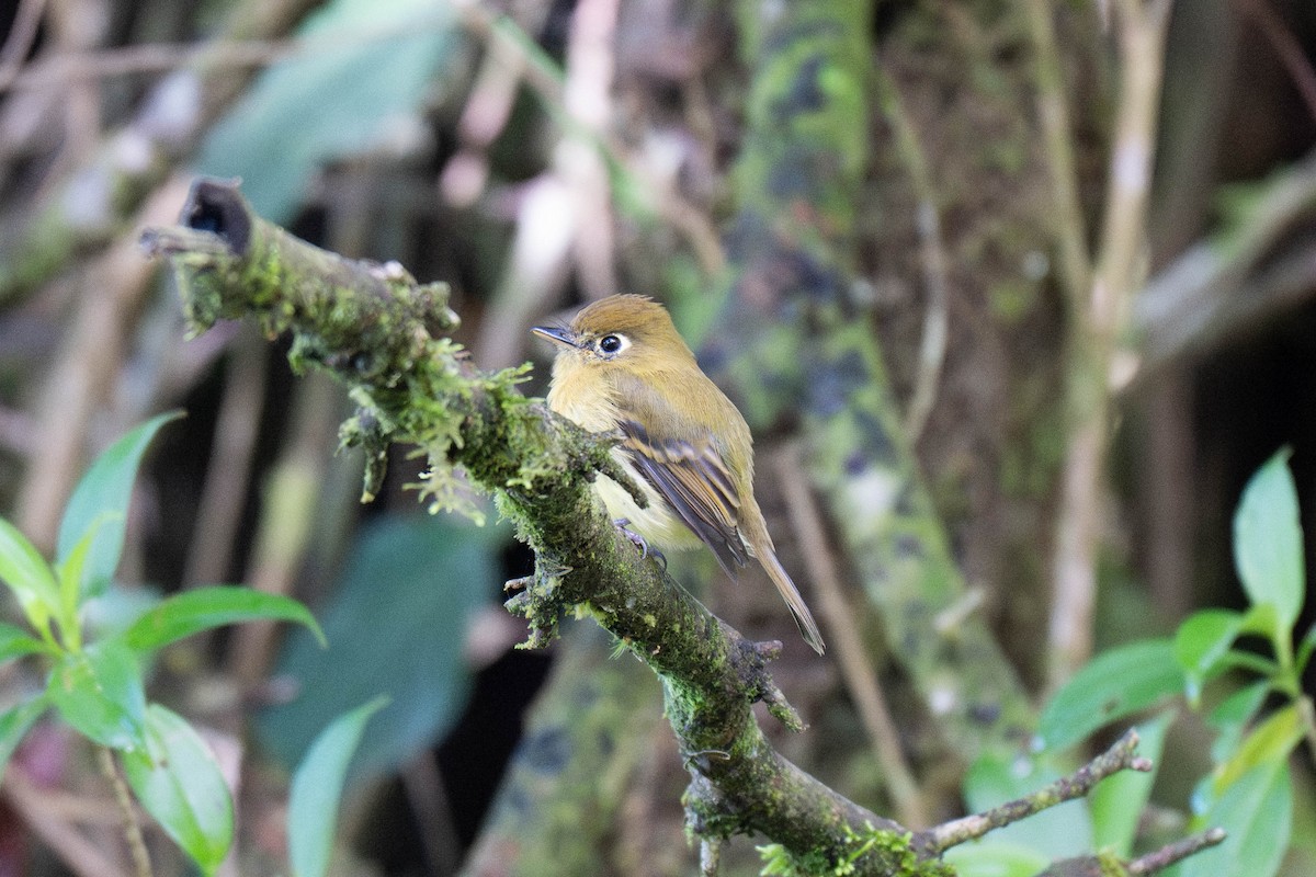Yellowish Flycatcher - ML643529519