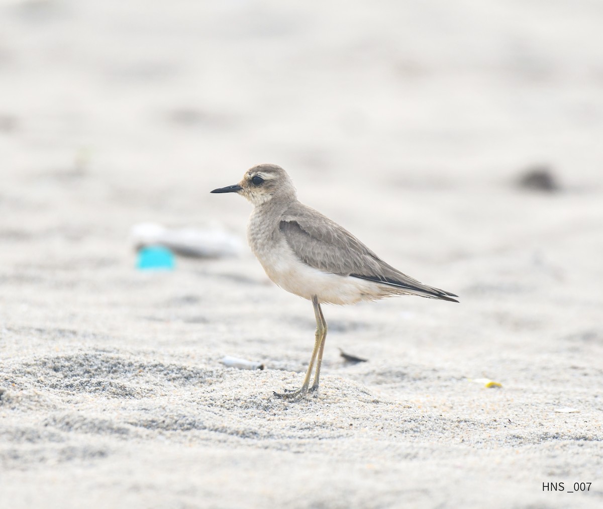 Caspian Plover - ML643529524