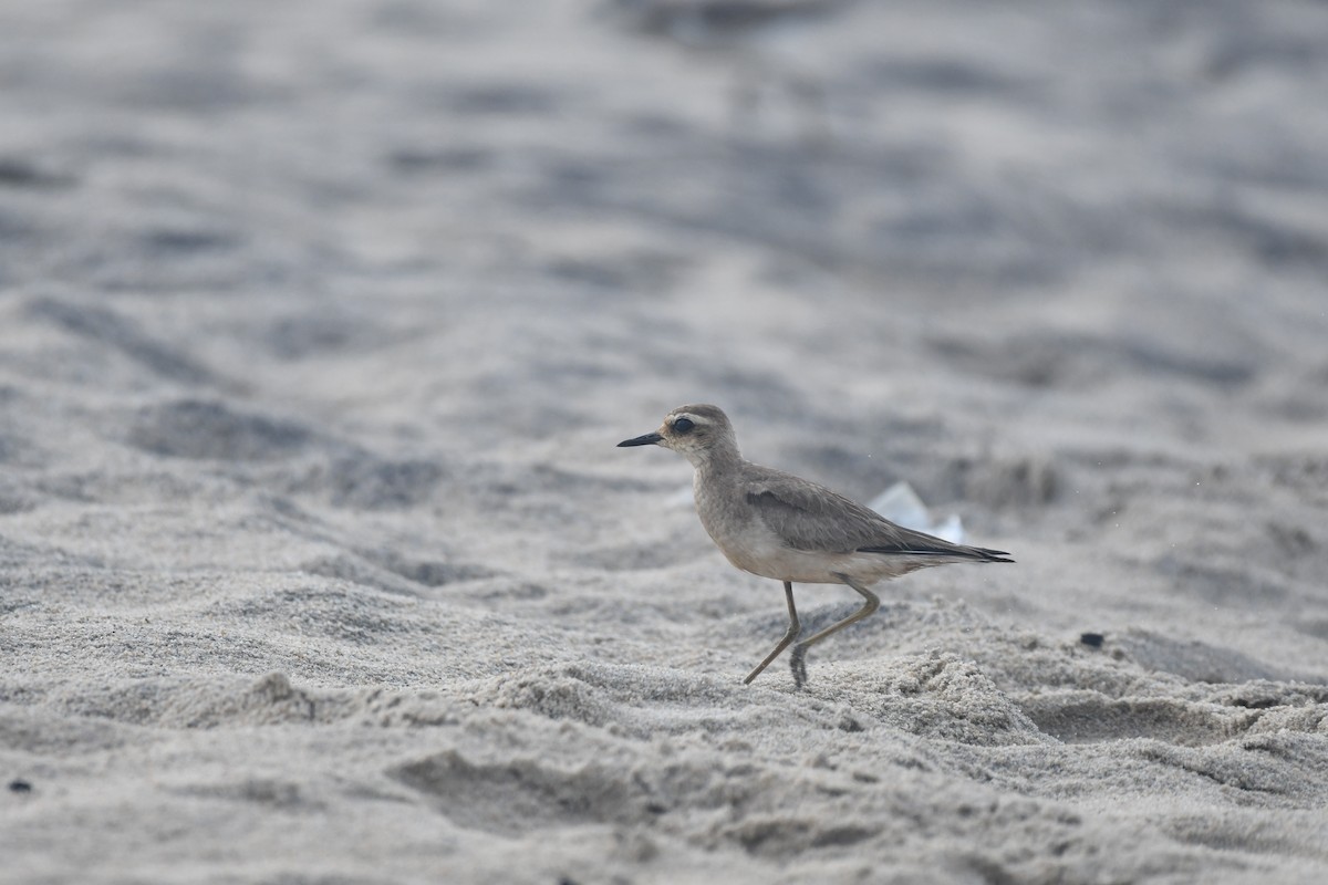 Caspian Plover - ML643529525