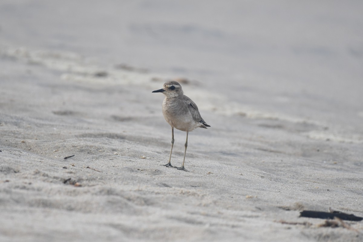 Caspian Plover - ML643529527