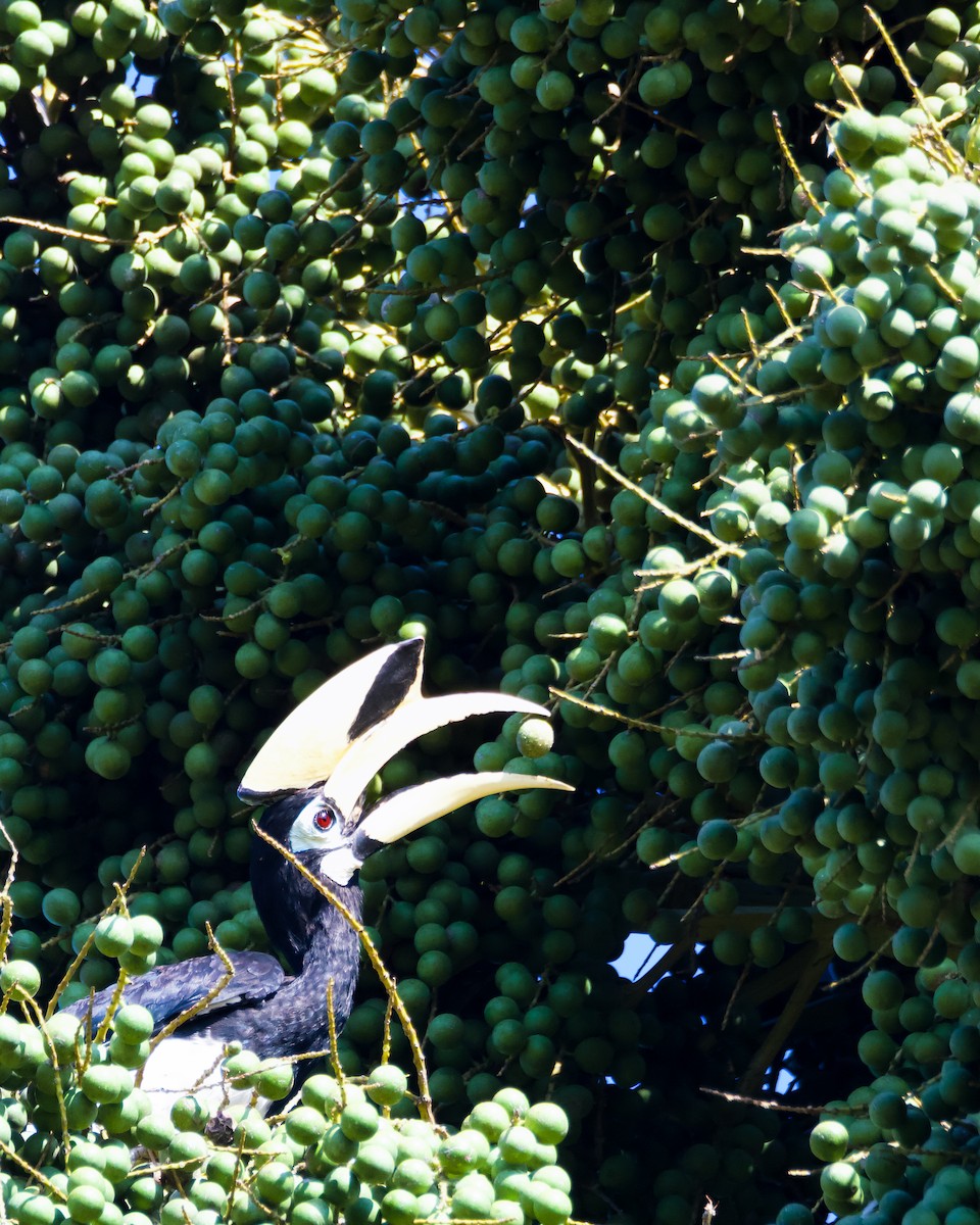 Oriental Pied-Hornbill - ML643529537