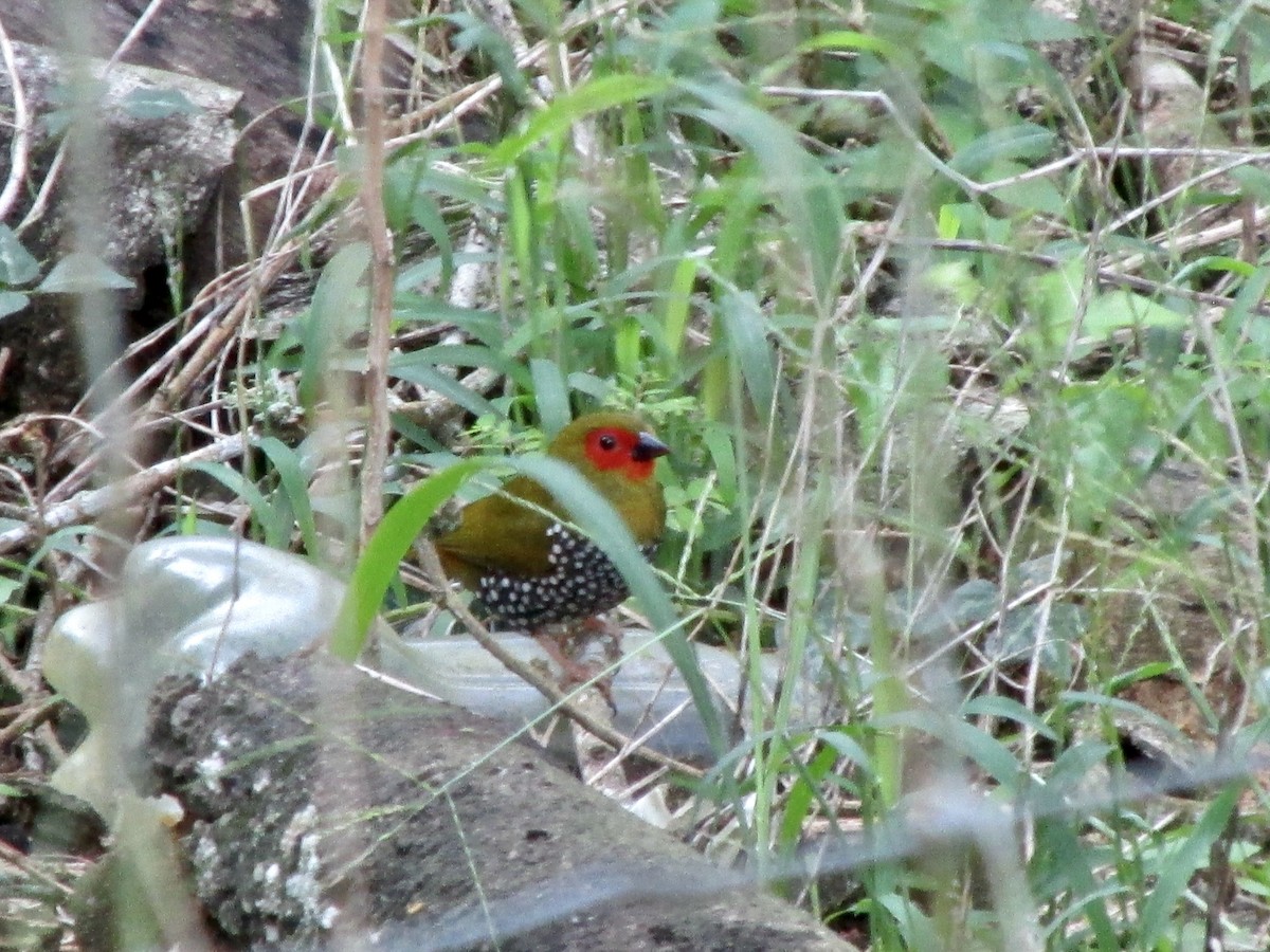 Green-backed Twinspot - ML643529540